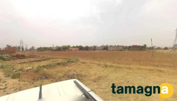 Madina Graphic - Tauru