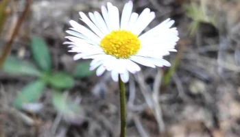Wahheh - Shillong