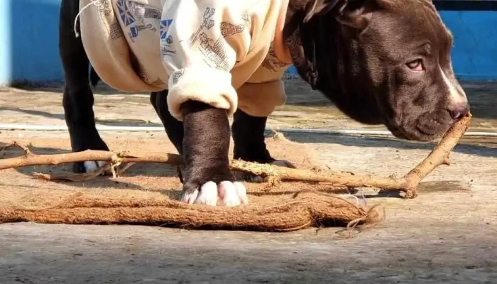 Ayush Pet Clinic And Shop -  Dog - Narnaul