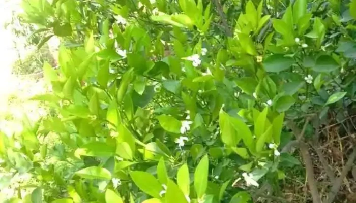 Csc Centre Amarheri -  Videos - Jind