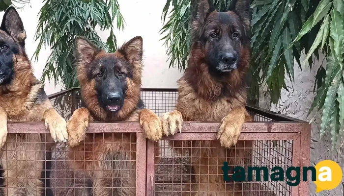 Dahiya Pet Shop -  Cage - Narnaul