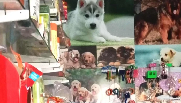 Dahiya Pet Shop -  Prices - Narnaul