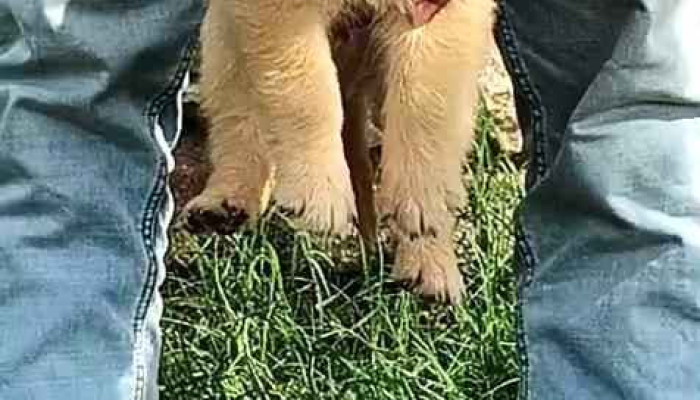 Dahiya Pet Shop -  Videos - Narnaul