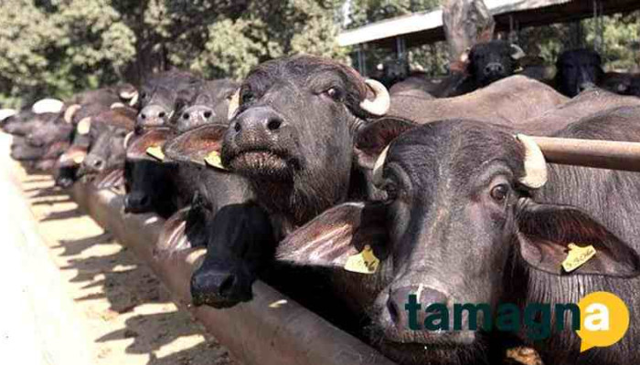 Tiwari Dairy Farm Mrtulsiram Tiwari By Owner - Narnaul